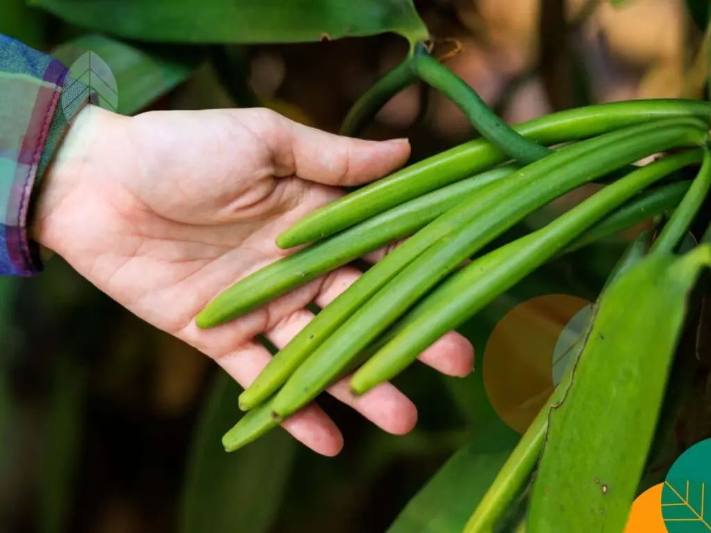 Spices Plantation